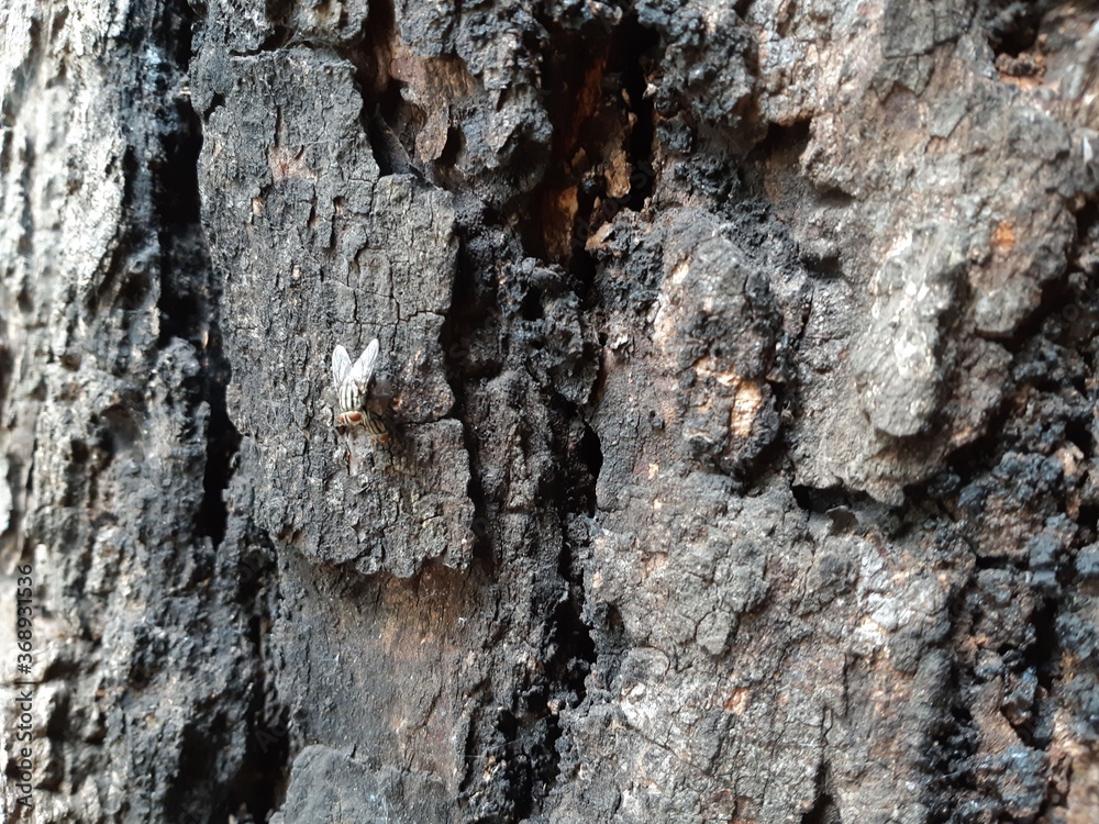 natural background, bark close-up, bark texture
natural background, bark close-up, bark texture