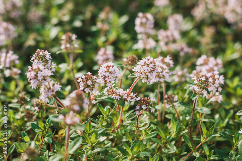 Thymus vulgaris or Common Thyme, Garden thyme, Wild Thyme, German Thyme, variety with pale pink flowers. Mint family Lamiaceae. Culinary, medicinal, and ornamental uses. Thymus vulgaris or Common Thyme, Garden thyme, Wild Thyme, German Thyme, variety with pale pink flowers. Mint family Lamiaceae. Culinary, medicinal, and ornamental uses.