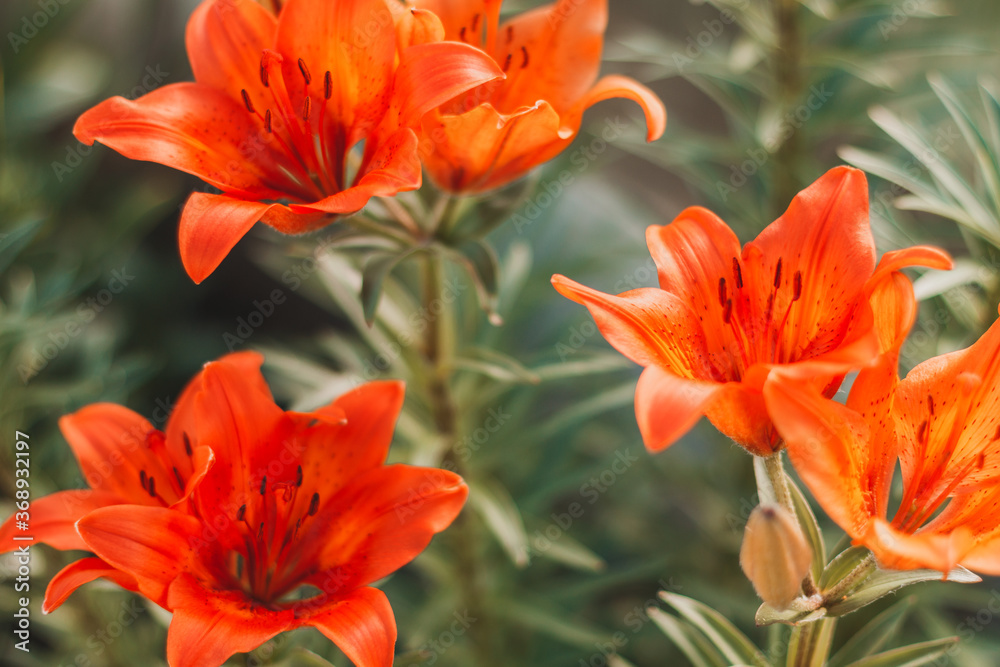 Lilium bulbiferum, common names orange lily, fire lily and tiger lily. Close up of blooming orange lilies. Orange flowers in the form of a star. Lilium bulbiferum, common names orange lily, fire lily and tiger lily. Close up of blooming orange lilies. Orange flowers in the form of a star.