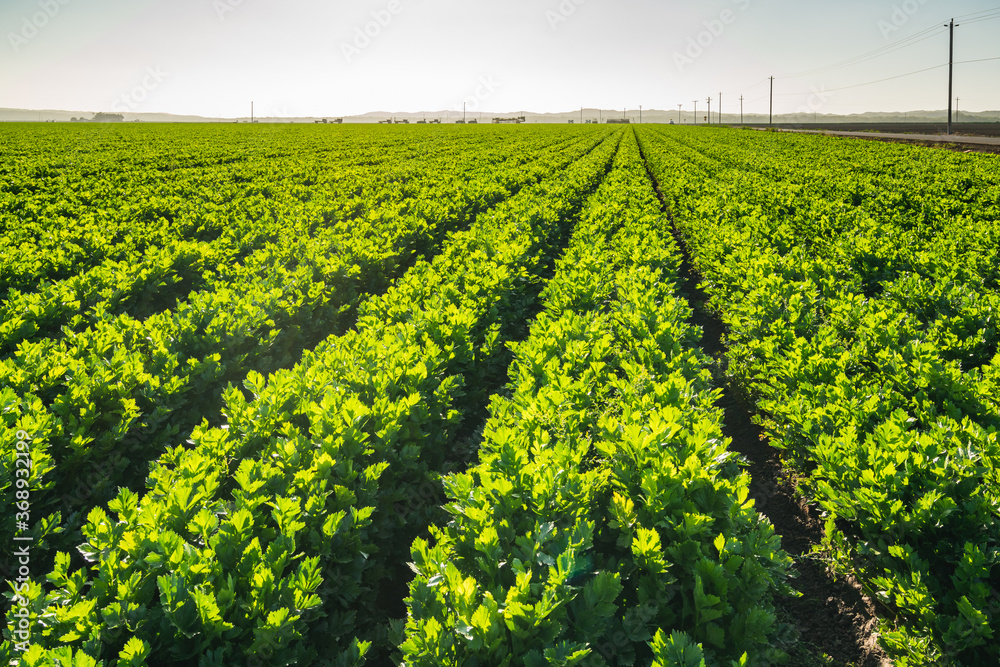 Agricultural Field of Celery Plants. Celery in a Row, Harvest Season Agricultural Field of Celery Plants. Celery in a Row, Harvest Season