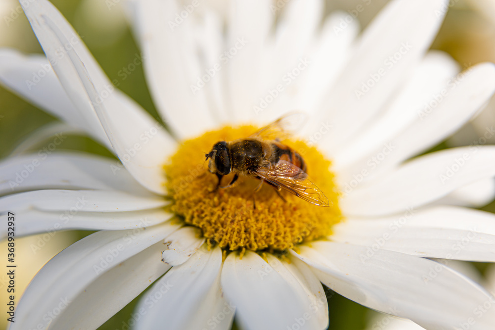bee on a flower and collects pollen bee on a flower and collects pollen