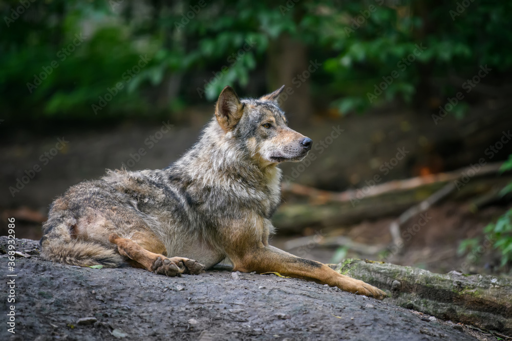 Fototapeta premium Gray wolf, Canis lupus, in the summer light, in the forest
