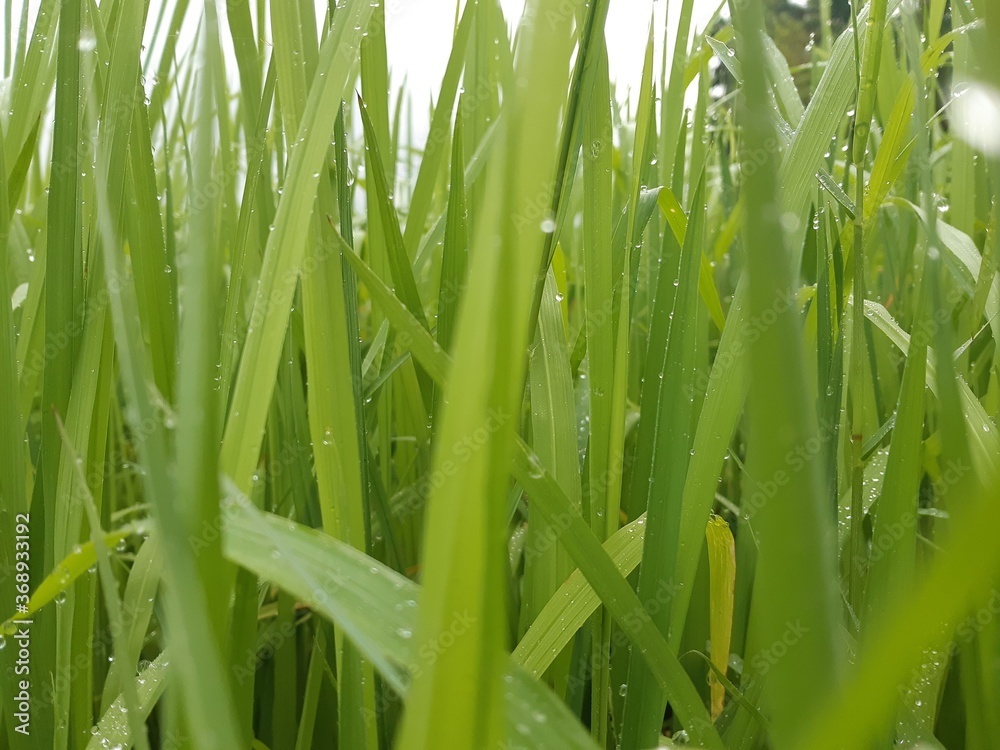 Obraz premium green grass with dew drops