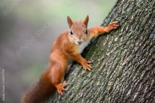 Cute red squirrel with long pointed ears in autumn forerst