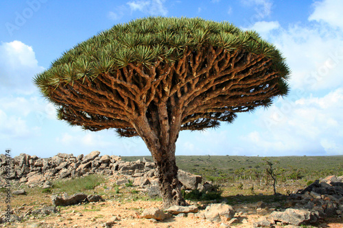 Socotra dragon tree or dragon blood tree (Dracaena cinnabari) is a dragon tree native to the Socotra archipelago in the Indian Ocean. photo