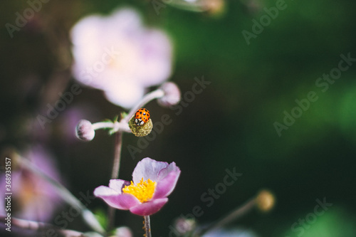 ladybug on a flower
