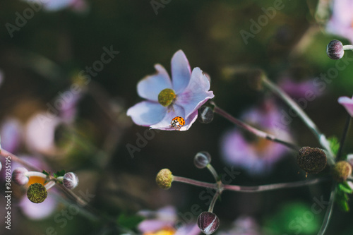 ladybug on a flower