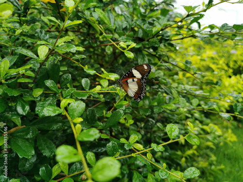 Butterflie in the nature green shrubs