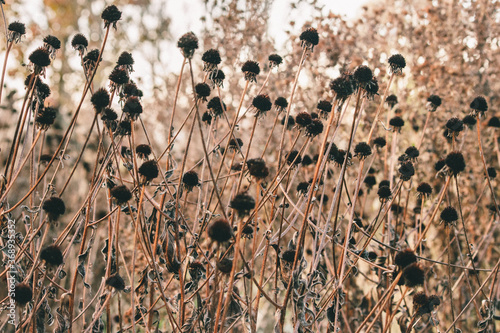 dry thistle flower
