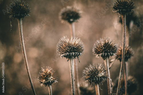 dry thistle flower