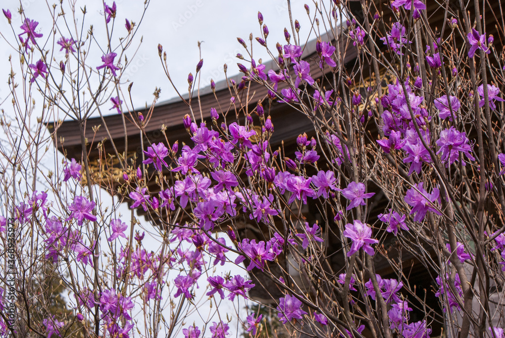 13 Best 玄海ツツジ Images Stock Photos Vectors Adobe Stock