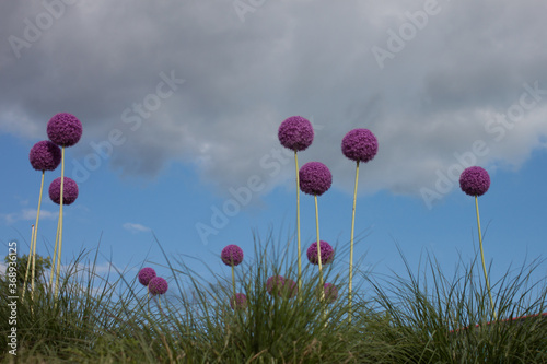 thistle