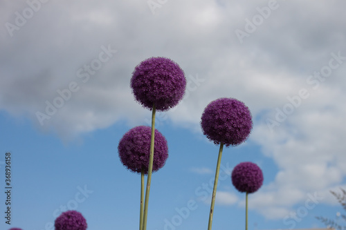 flowers of a thistle