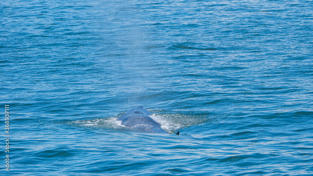 Fototapeta premium Take a photo of Bruda whale at the sea , Thailand.