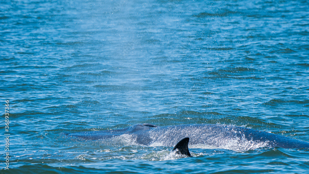 Naklejka premium Take a photo of Bruda whale at the sea , Thailand.