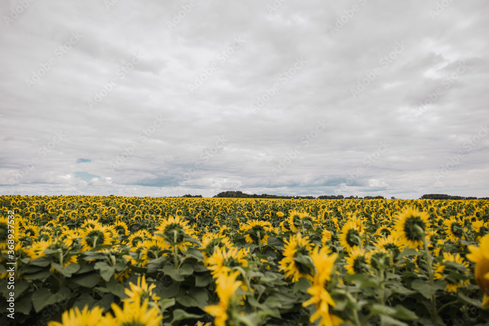 large field with yellow sunflowers
