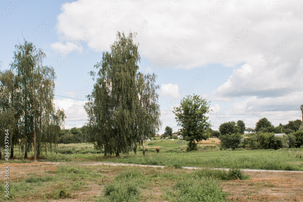 green meadow in a village with dirt road and trees