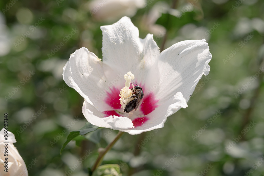 花粉まみれになってムクゲの花の蜜を集めるハチ 花粉まみれになってムクゲの花の蜜を集めるハチ