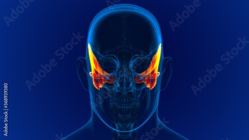 Human Skeleton Skull Temporal Bone Anatomy For Medical Concept