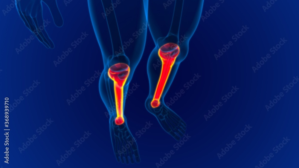 Human skeleton anatomy Tibia Bone 3D Rendering Human skeleton anatomy Tibia Bone 3D Rendering