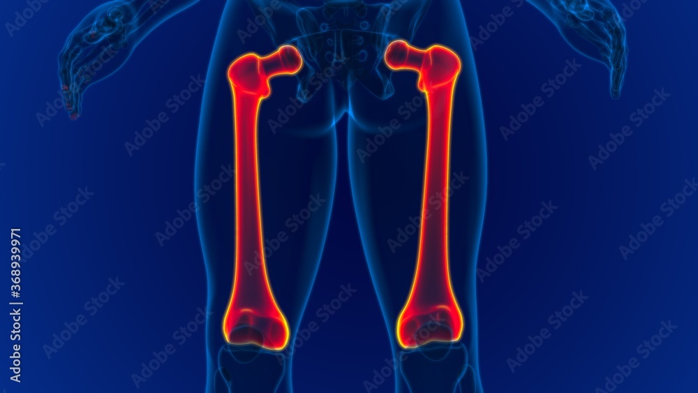 Human skeleton anatomy Femur Bone 3D Rendering Human skeleton anatomy Femur Bone 3D Rendering
