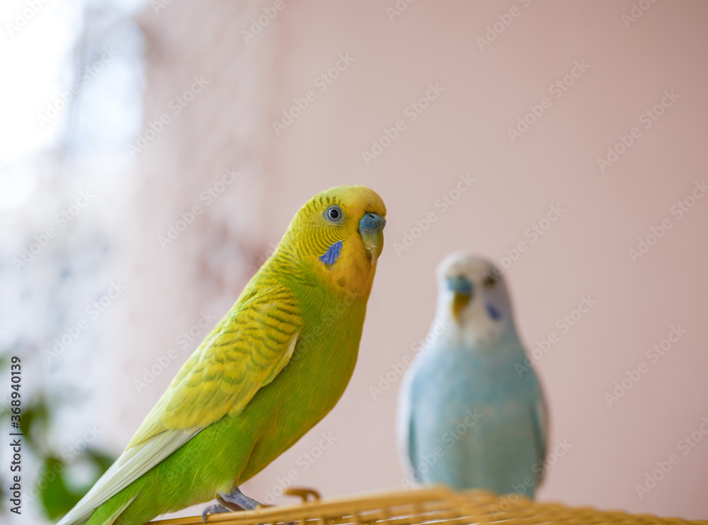 Two cute pet parrots, yellow-green parrot and blue-white parrot