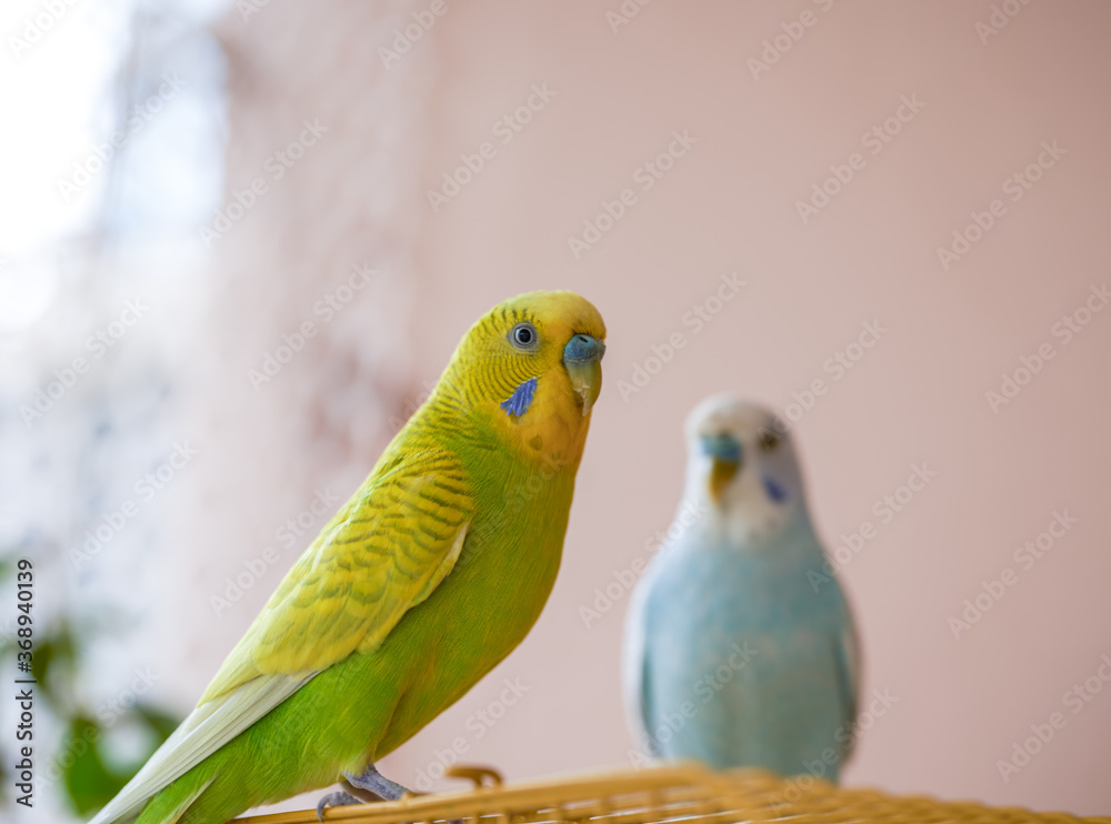 Fototapeta premium Two cute pet parrots, yellow-green parrot and blue-white parrot
