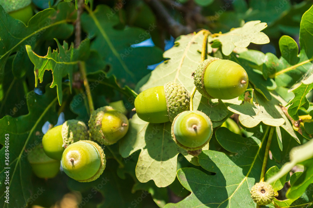 Obraz premium grüne Eicheln an einem Zweig