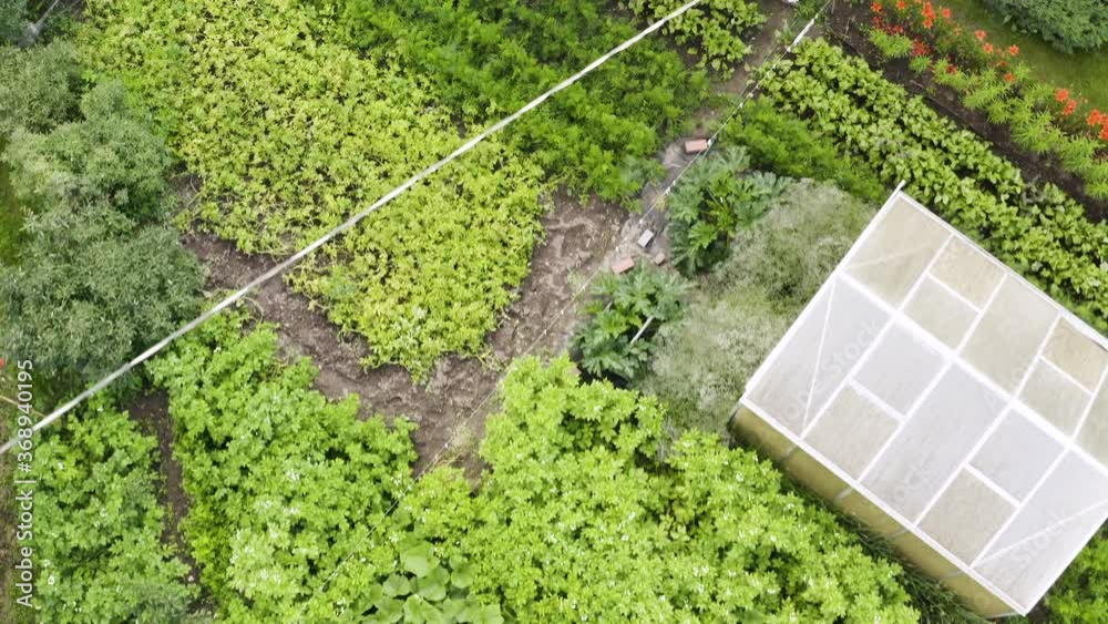 Scenic landscape flight directly above small green vegetable food garden with rows potatoes, carrots and cucumbers plants, overhead aerial backward