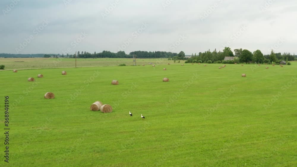 Beautiful countryside landscape flight above two white and black stork birds by several hay rolls in green grassy farmland on cloudy sky day, overhead aerial approach Beautiful countryside landscape flight above two white and black stork birds by several hay rolls in green grassy farmland on cloudy sky day, overhead aerial approach