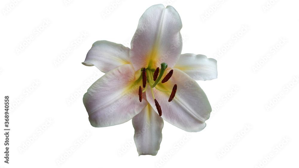 lilac daylily flower on white background
