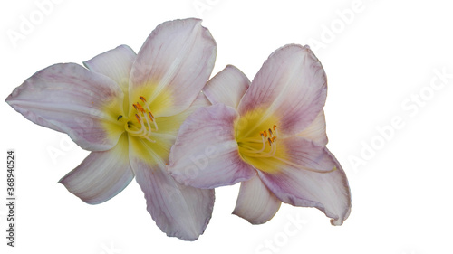 two lilac daylily flowers on white background