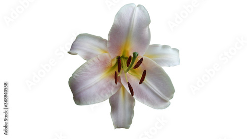 lilac daylily flower on white background