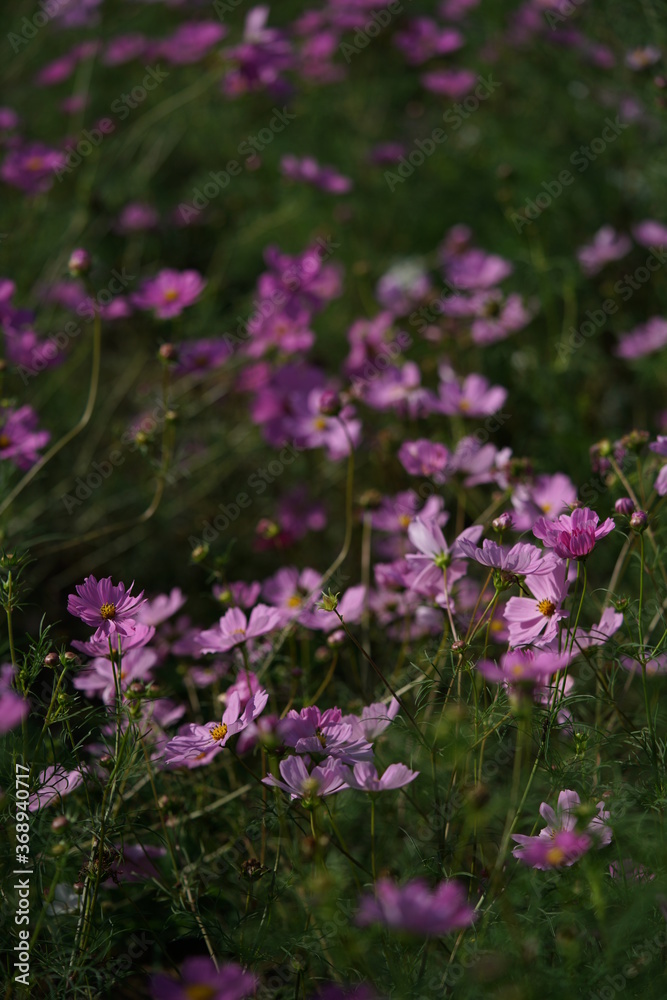 Light Pink Flower of Cosmos in Full Bloom
