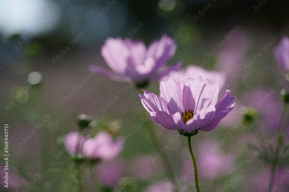 Light Pink Flower of Cosmos in Full Bloom
Light Pink Flower of Cosmos in Full Bloom