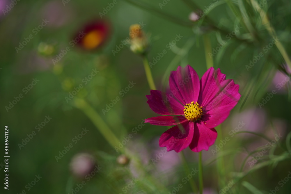 Light Purple Flower of Cosmos in Full Bloom
