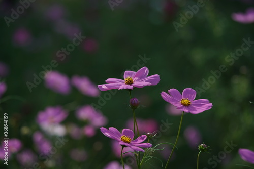 Light Pink Flower of Cosmos in Full Bloom

