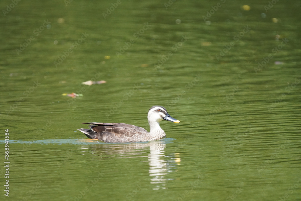 duck in water duck in water