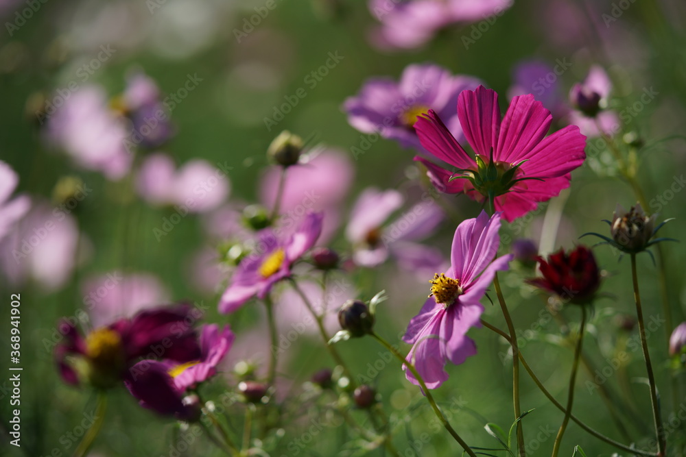 Light Purple Flower of Cosmos in Full Bloom
