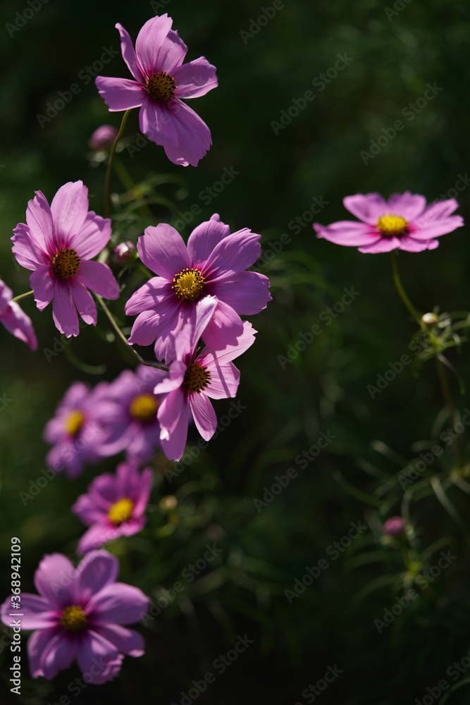 Light Pink Flower of Cosmos in Full Bloom
Light Pink Flower of Cosmos in Full Bloom
