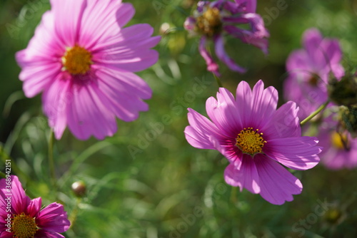 Light Pink Flower of Cosmos in Full Bloom 