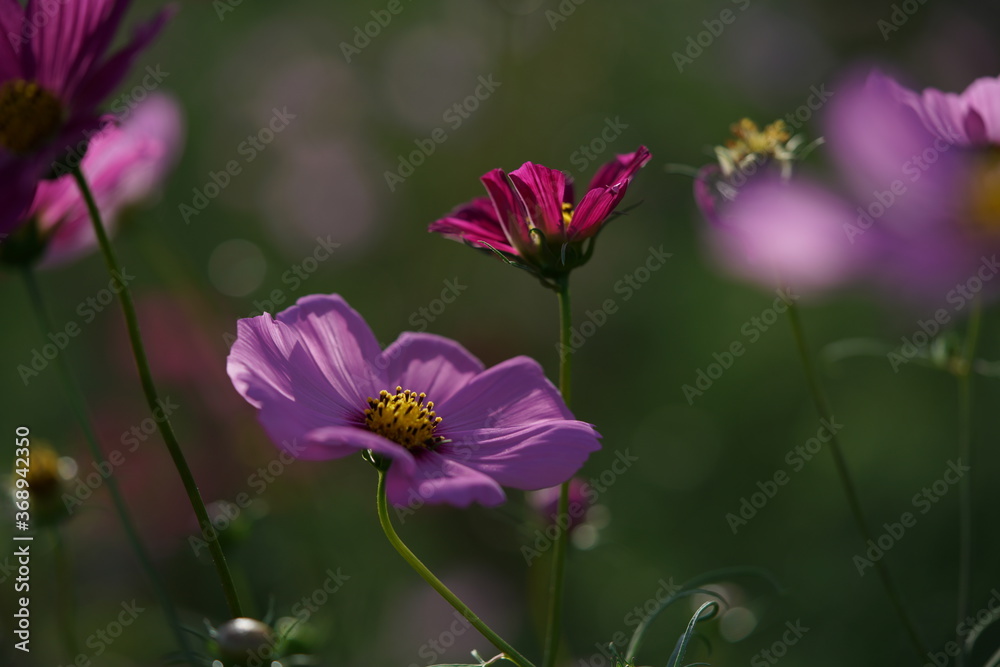 Light Pink Flower of Cosmos in Full Bloom
Light Pink Flower of Cosmos in Full Bloom