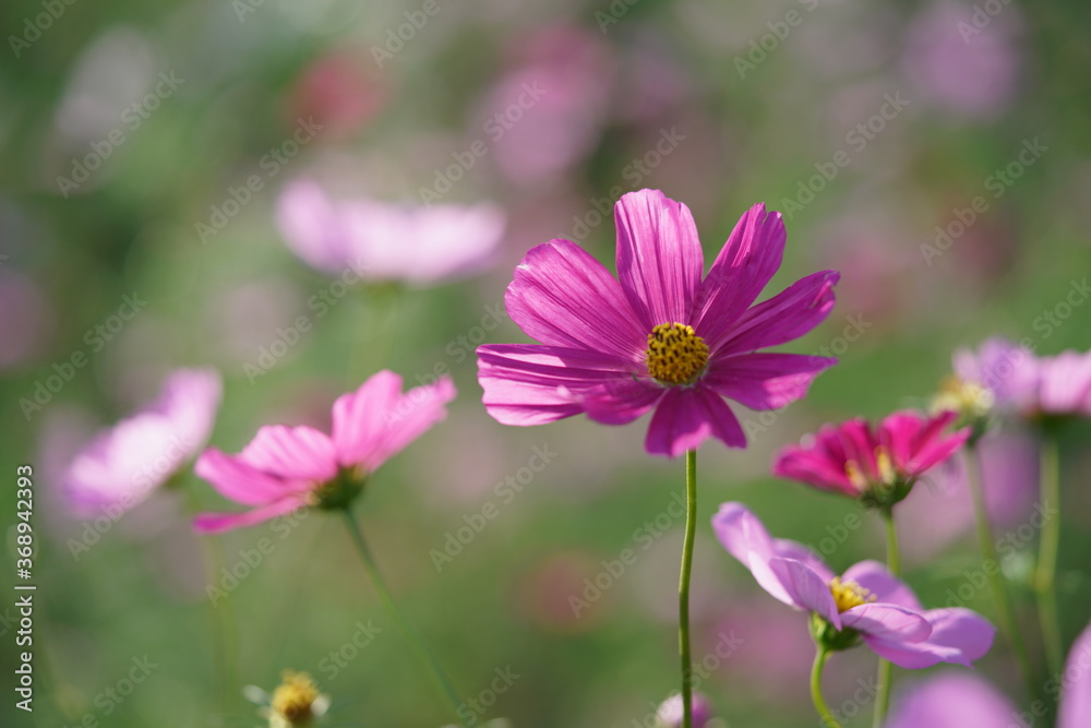 Light Pink Flower of Cosmos in Full Bloom

