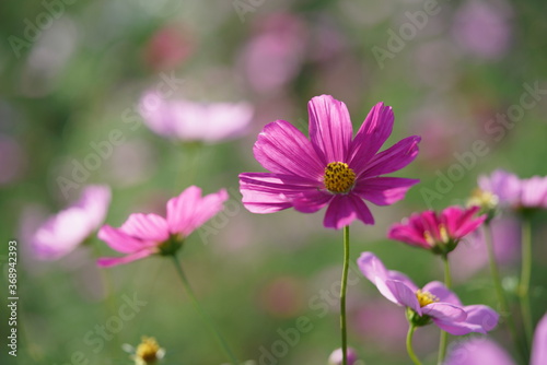 Light Pink Flower of Cosmos in Full Bloom 