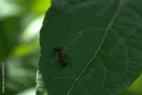 Red hibiscus leaf and ant with green nature. Organic landscape outdoor in summer and blur background.