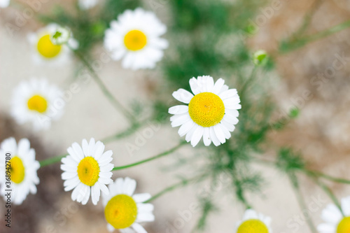 daisies on the background of sand. white flowers with a yellow center grow on sandy soil