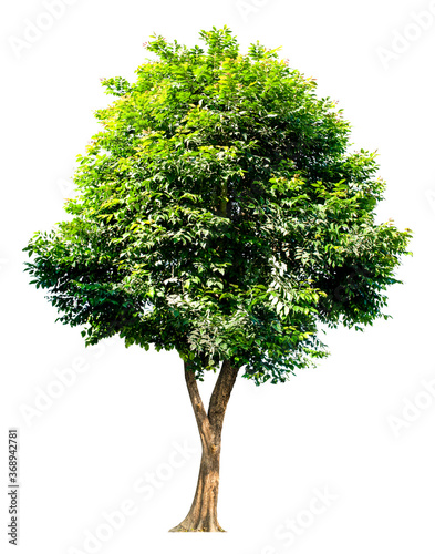 The tree is completely separated from the white ba background Scientific name Dolichandrone serrulata (Wall. ex DC.) Seem.