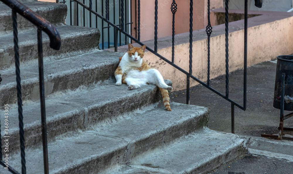 An impudent fat ginger cat sits on the steps of the house and boldly looks at visitors. Fat ginger cat sits lounging on the stone steps of the stairs