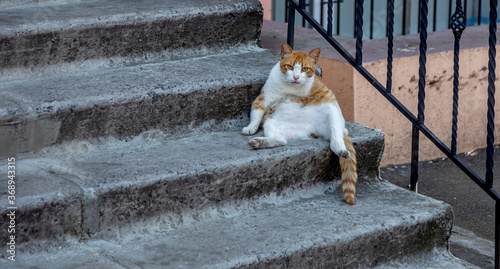 An impudent fat ginger cat sits on the steps of the house and boldly looks at visitors. Fat ginger cat sits lounging on the stone steps of the stairs © Aleksandr Lesik