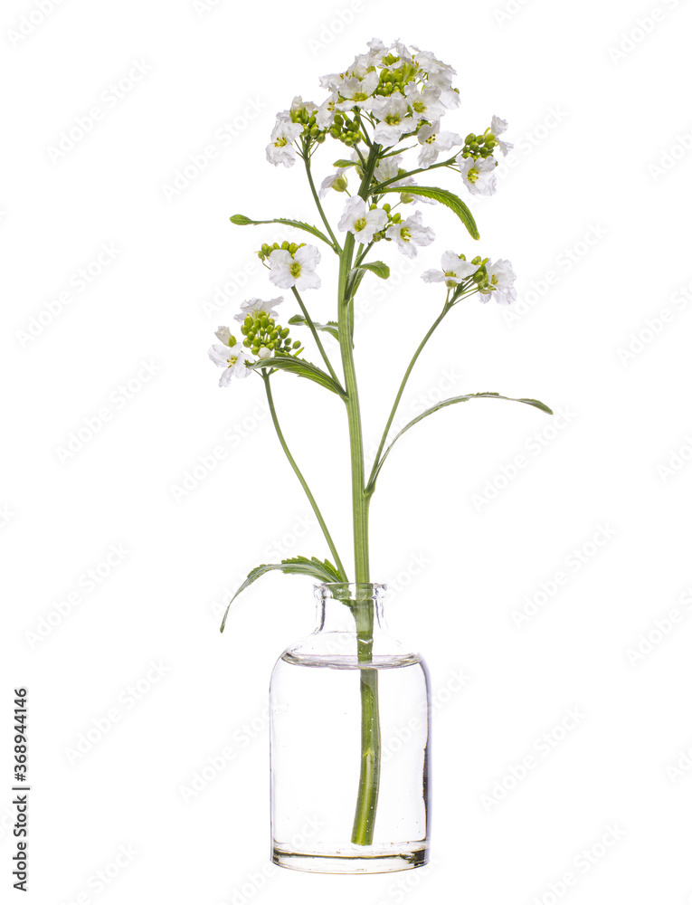 Horseradish (armoracia rusticana or cochlearia armoracia) in a glass vessel on a white background Horseradish (armoracia rusticana or cochlearia armoracia) in a glass vessel on a white background